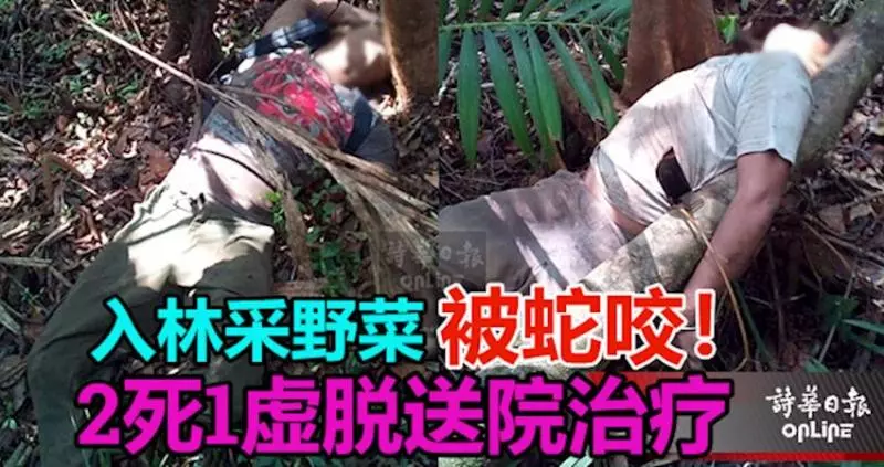 【蛇咬死2男案】生還者目睹事發經過!撥弄蛇窩招殺身之禍, 蛇群攻擊根本無法反抗!