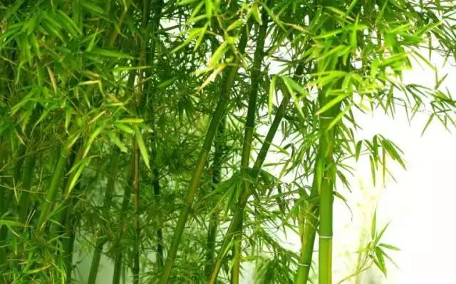 做人做事,敗於十忌,成於十悟