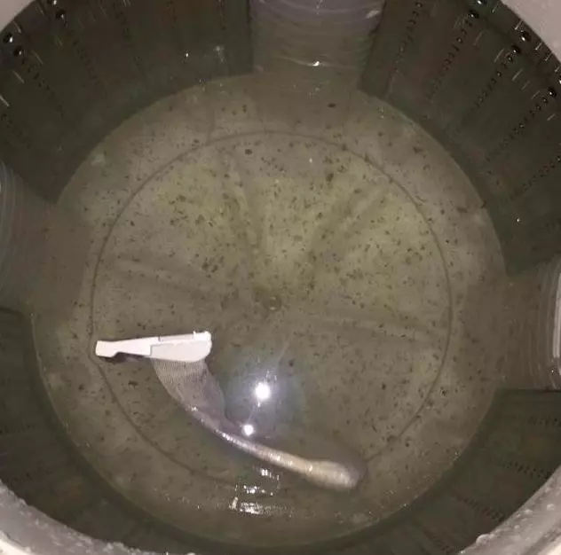 別以為洗衣機天天用就很乾凈 其實是越用越臟！只需「三步」去污又除菌！