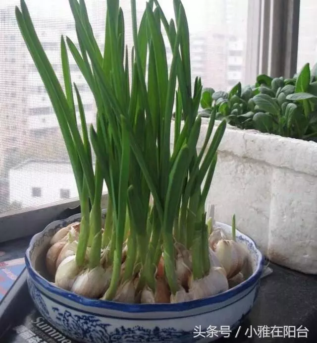大蒜發芽這樣用!秋天種一盆蒜苗,十天能長高一尺,可吃好幾茬,還能收穫大蒜!