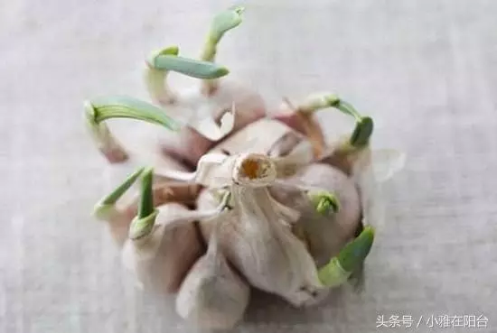 大蒜發芽這樣用!秋天種一盆蒜苗,十天能長高一尺,可吃好幾茬,還能收穫大蒜!