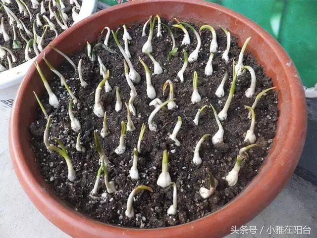 大蒜發芽這樣用!秋天種一盆蒜苗,十天能長高一尺,可吃好幾茬,還能收穫大蒜!