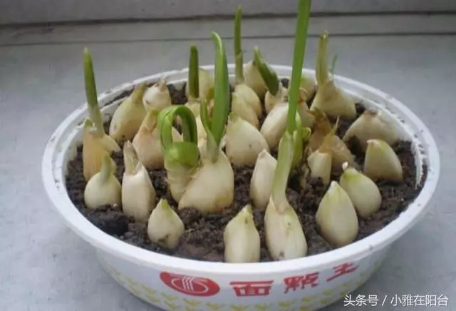 大蒜發芽這樣用!秋天種一盆蒜苗,十天能長高一尺,可吃好幾茬,還能收穫大蒜!