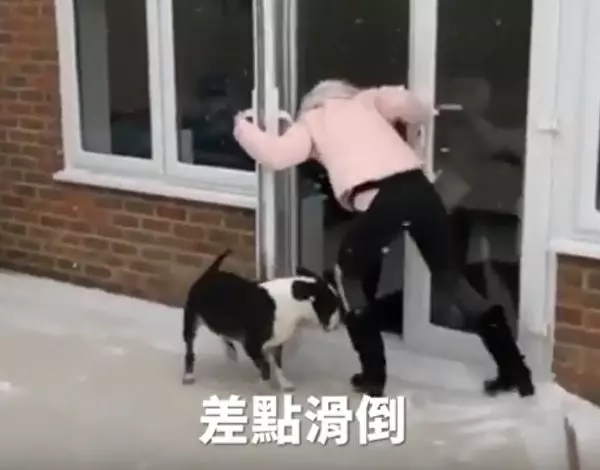 黑冰好嚇人女子踩冰上站不穩連狗狗都打滑