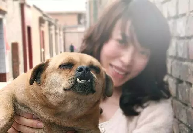 鬥牛犬:我很醜,可我其實很溫柔