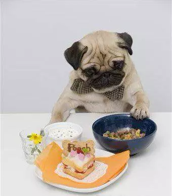 鬥牛犬:我很醜,可我其實很溫柔