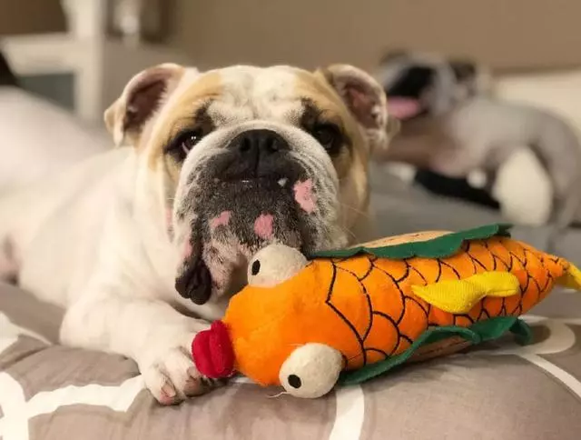 鬥牛犬:我很醜,可我其實很溫柔