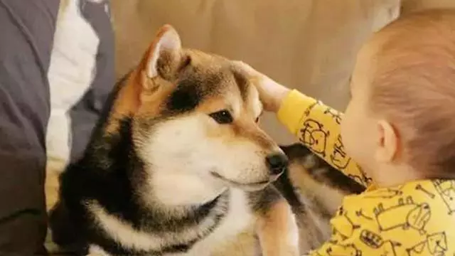 再喜愛狗狗,也不能縱容這3個壞習慣