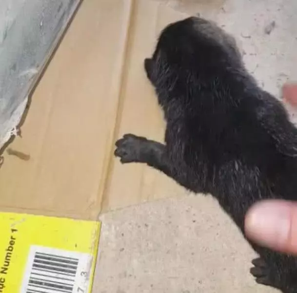 流浪狗窩被大雨淹沒了,小奶狗被困在裡面,狗媽的動作讓人感動