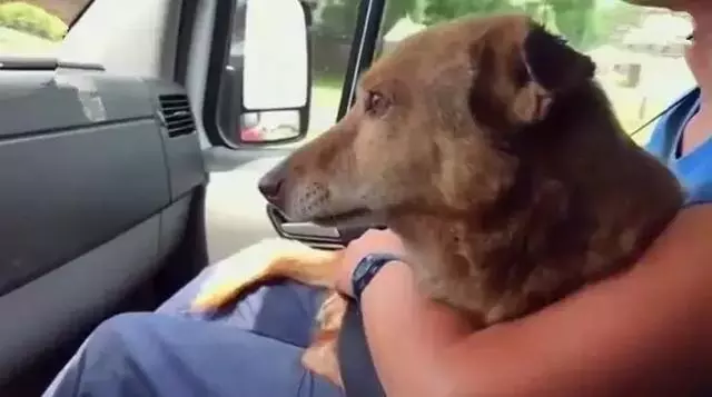 狗狗被困12年,臨終前獲得了自由,滿足所有心愿後安然離世