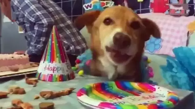 狗狗被困12年,臨終前獲得了自由,滿足所有心愿後安然離世