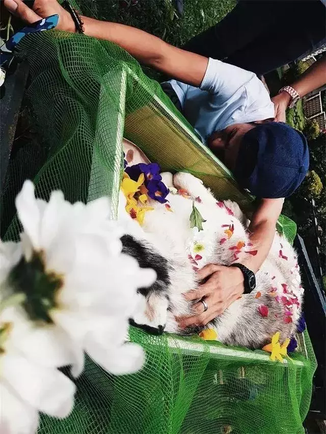 鏟屎官給阿拉斯加舉辦葬禮,入殮師給狗狗撒上鮮花,主人泣不成聲