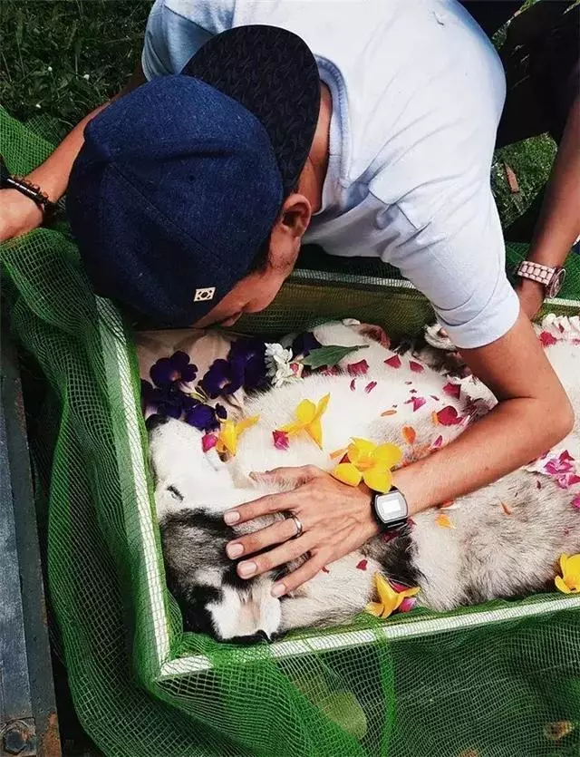 鏟屎官給阿拉斯加舉辦葬禮,入殮師給狗狗撒上鮮花,主人泣不成聲