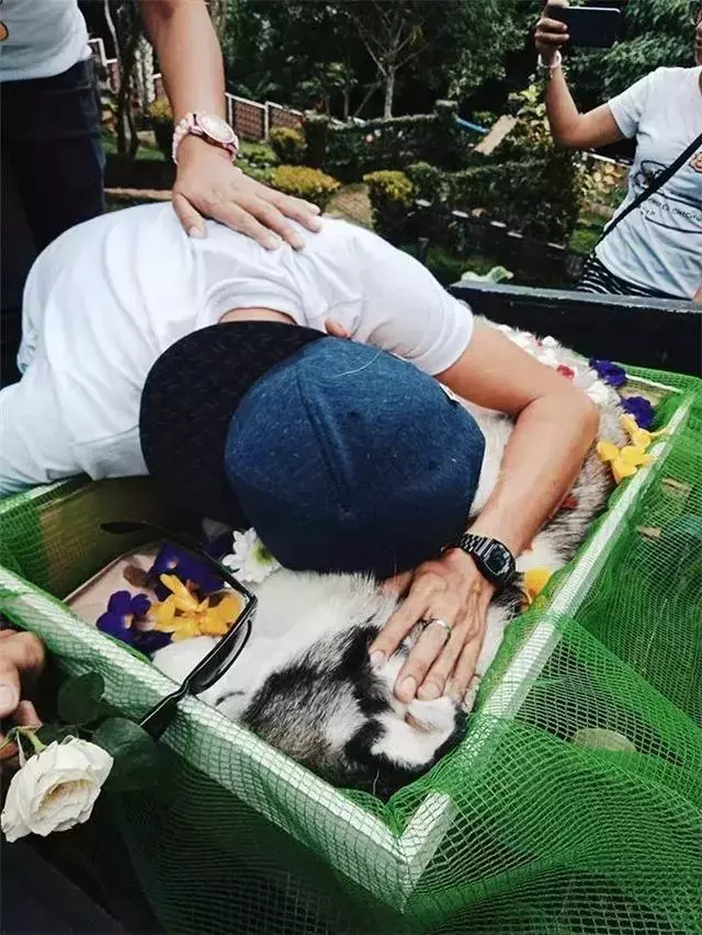 鏟屎官給阿拉斯加舉辦葬禮,入殮師給狗狗撒上鮮花,主人泣不成聲