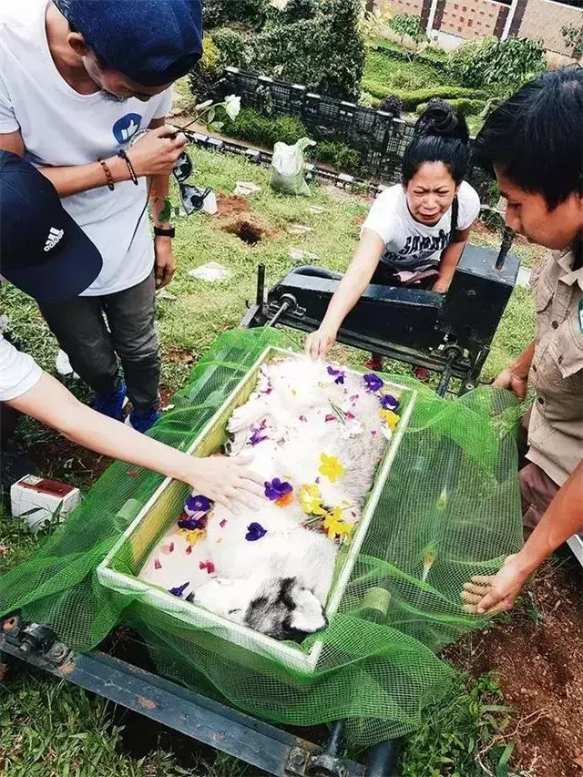 鏟屎官給阿拉斯加舉辦葬禮,入殮師給狗狗撒上鮮花,主人泣不成聲