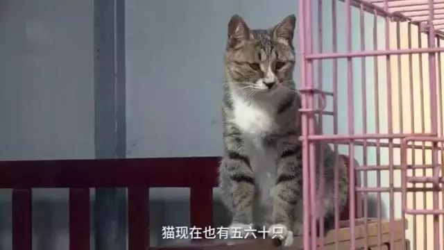 女法師自掏腰包辦護生園,救數百流浪動物,面對埋怨仍不改初衷