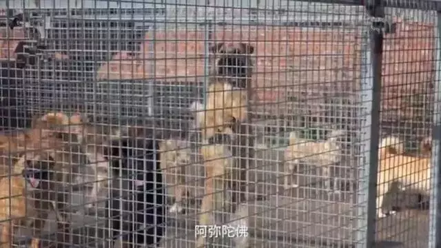 女法師自掏腰包辦護生園,救數百流浪動物,面對埋怨仍不改初衷