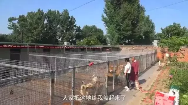 女法師自掏腰包辦護生園,救數百流浪動物,面對埋怨仍不改初衷