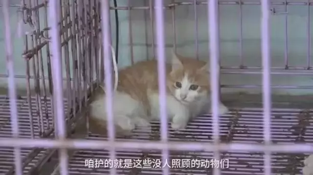 女法師自掏腰包辦護生園,救數百流浪動物,面對埋怨仍不改初衷
