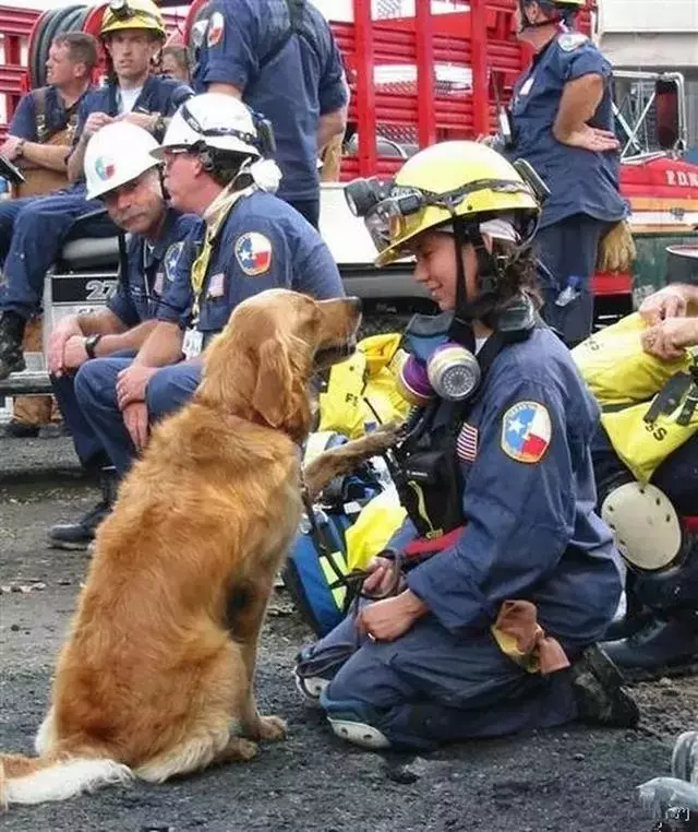 搜救犬退休後一個個離世,17年前的故事,誰還記得它們?
