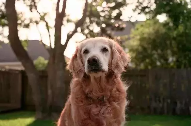 搜救犬退休後一個個離世,17年前的故事,誰還記得它們?