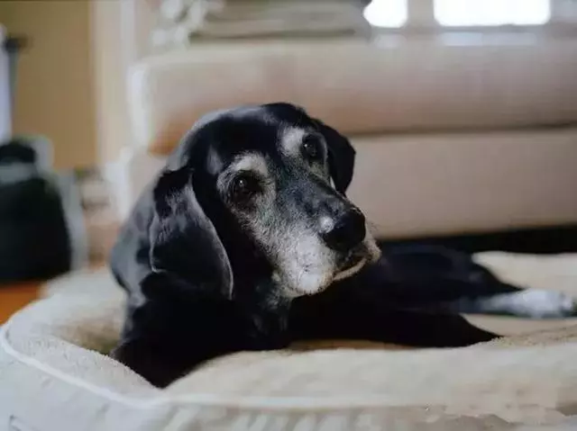 搜救犬退休後一個個離世,17年前的故事,誰還記得它們?
