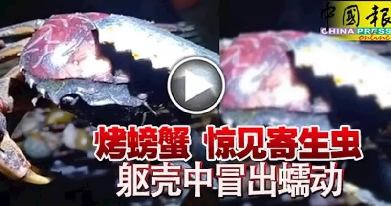 烤蟹冒出大量蟲蠕動網嚇傻:這輩子再也不吃了