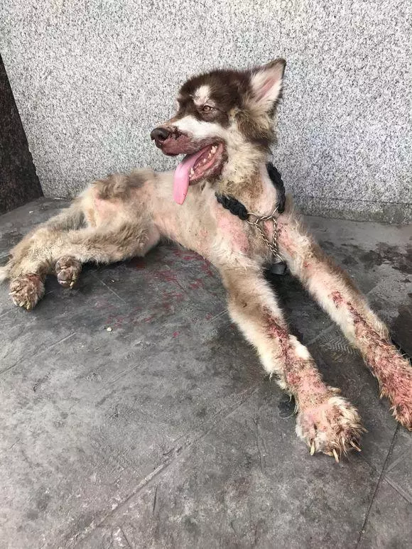 阿拉斯加生病被主人遺棄街頭,模樣看哭了女孩,路人看到:值得嗎