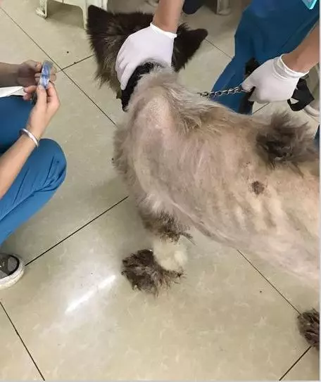 阿拉斯加生病被主人遺棄街頭,模樣看哭了女孩,路人看到:值得嗎