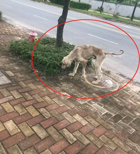 被流浪狗尾隨,網友撒腿就跑卻被中途攔下,狗:看你往哪兒跑