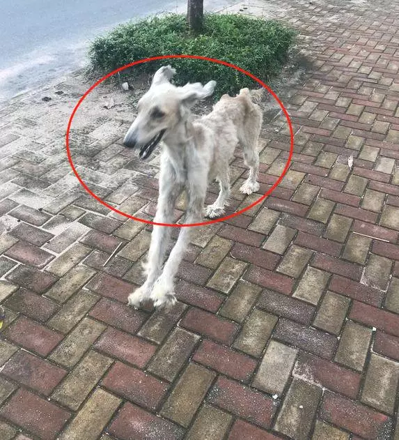 被流浪狗尾隨,網友撒腿就跑卻被中途攔下,狗:看你往哪兒跑