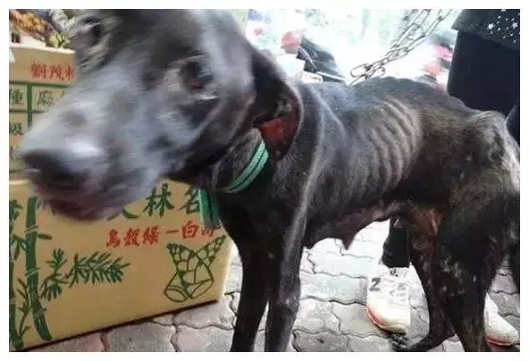 流浪狗遭主人遺棄,生寶寶後竟因找不到吃的,狗媽媽身體被掏空