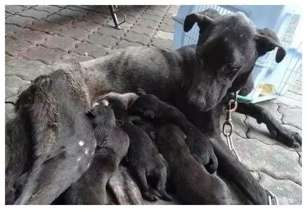 流浪狗遭主人遺棄,生寶寶後竟因找不到吃的,狗媽媽身體被掏空