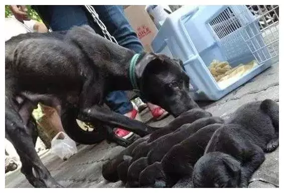 流浪狗遭主人遺棄,生寶寶後竟因找不到吃的,狗媽媽身體被掏空