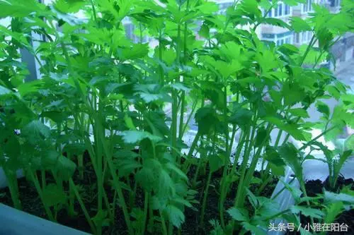 種香菜長得慢,試試這一小方法,一個多月就能吃,綠油油的真旺盛
