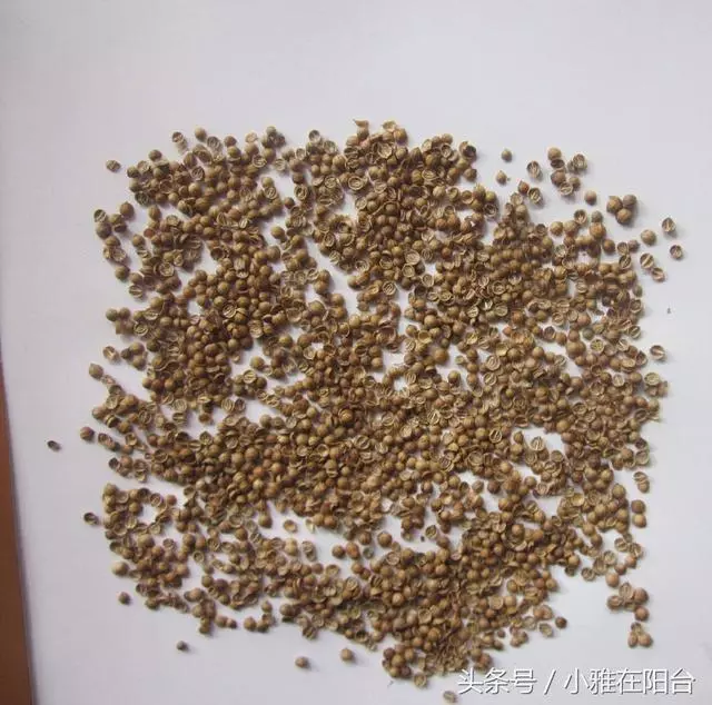 種香菜長得慢,試試這一小方法,一個多月就能吃,綠油油的真旺盛