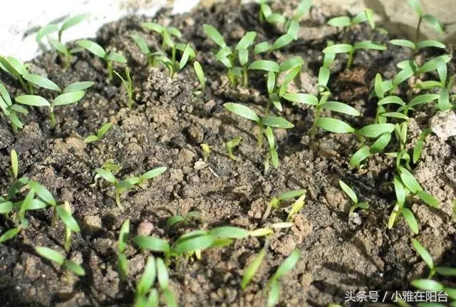 種香菜長得慢,試試這一小方法,一個多月就能吃,綠油油的真旺盛