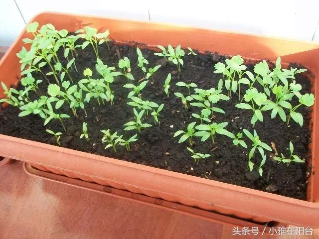 種香菜長得慢,試試這一小方法,一個多月就能吃,綠油油的真旺盛