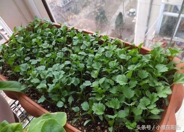 種香菜長得慢,試試這一小方法,一個多月就能吃,綠油油的真旺盛