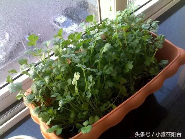 種香菜長得慢,試試這一小方法,一個多月就能吃,綠油油的真旺盛