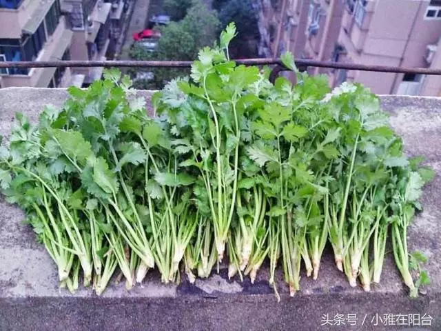 種香菜長得慢,試試這一小方法,一個多月就能吃,綠油油的真旺盛