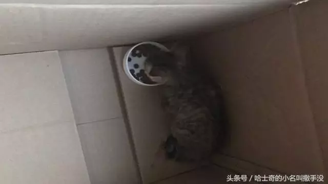 有人用塑料袋裡拎個貓往大橋走,跟過去一看,果然是丟貓的