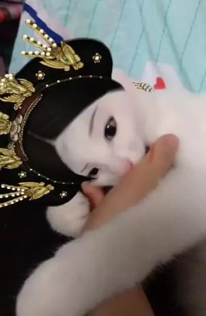 奇葩寵主為自己貓咪化妝後,網友大呼:奴才參見貴妃娘娘