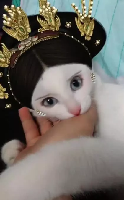 奇葩寵主為自己貓咪化妝後,網友大呼:奴才參見貴妃娘娘
