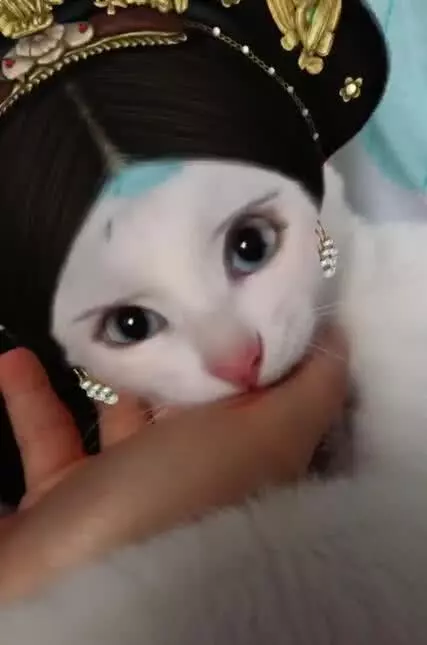奇葩寵主為自己貓咪化妝後,網友大呼:奴才參見貴妃娘娘