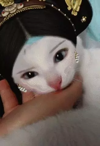 奇葩寵主為自己貓咪化妝後,網友大呼:奴才參見貴妃娘娘