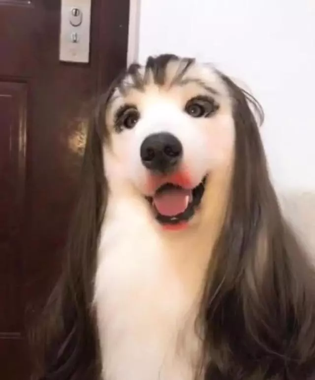 奇葩寵主為自己貓咪化妝後,網友大呼:奴才參見貴妃娘娘