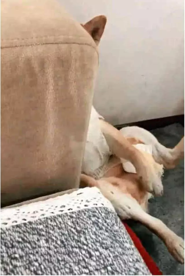 做完絕育的柴犬好悲傷,每天讓主人看它襠部:快還我