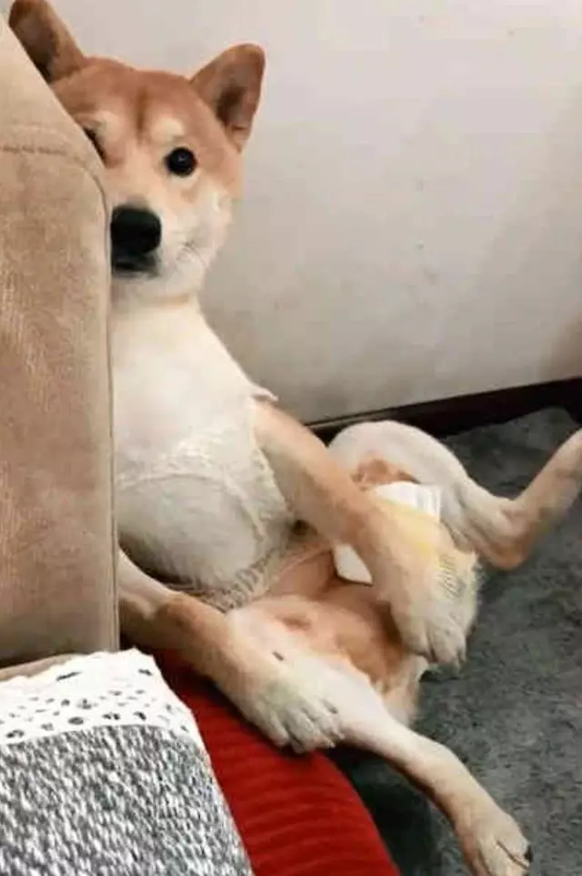 做完絕育的柴犬好悲傷,每天讓主人看它襠部:快還我