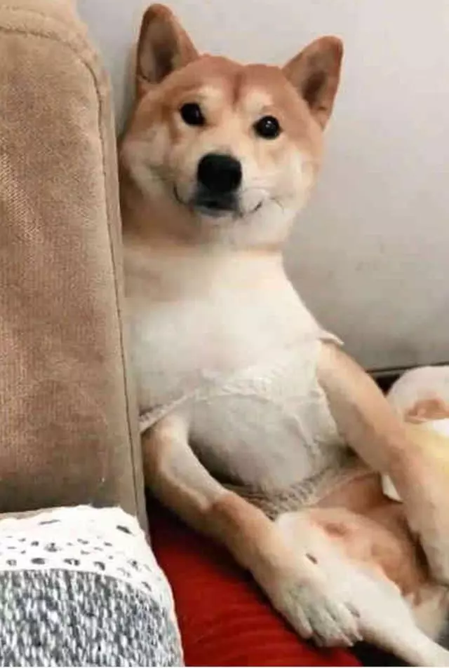做完絕育的柴犬好悲傷,每天讓主人看它襠部:快還我